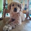 All have found homes!  Golden retriever puppies 8 weeks old Ready now