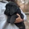 AKC black labrador puppy - male