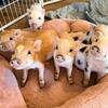 Registered American Mini Pigs