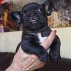 Frenchie brindle pups