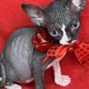 Tuxedo Black/White SPHYNX FEMALE- READY TO HOME FEBRUARY 14TH 2026- HCM SCANS FROM BOTH PARENTS