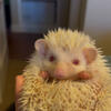 Baby Albino Hedgehog