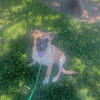 Belgian Malinois Mix 