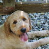 SUMMER SPECIAL REDUCED PRICE—Scout-F1 Mini English Goldendoodle Puppy