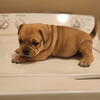 Bullies Puppies for Sale