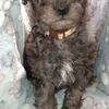 Akc Blue Merle mini poodle male