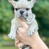 AKC French bulldog puppies from health tested parents with health guarantee