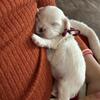 Shichon Teddy Bear puppies (Shih Tzu/Bichon Frise) 