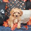 Tank Darling F1B Cavapoo (cavapoo/toy poodle)