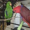 Eclectus Parrot Female ONLY