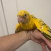 Baby golden conures 