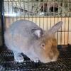Lionhead rabbit 