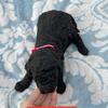 Rudy - AKC Standard Poodle Black Male~ Ready before Christmas