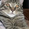 Cats rehoming