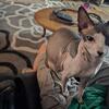 2 yo female sphynx healthy as can be needs new home