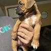 AKC female boxer puppy 