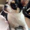 Smooth Coat Chihuahua Tri colored female Tan points