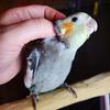 Tame Hand Fed Baby Cockatiels
