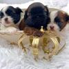 AKC Imperial Shih Tzu Puppies