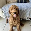 Male Goldendoodle, Standar Big, 8 weeks. Vaccinated. Ready to go Home.