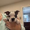 Bono, handsome male Boston terrier