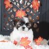 Zoro Cuddly Male Shih-tzu