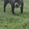 Pure bred STAFFY (AKC)