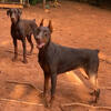 Female Doberman Pinscher 