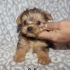 Merle yorkie