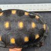 Adult Female Redfoot Tortoise