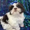 Sweet shihtzu baby girl akc