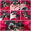 Yorkie puppies travel available