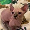Gingersnap the Dwelf Sphynx