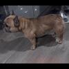 Female Frenchie to rehome 