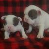 Frenchton Puppies French Bulldog/Boston Terrier