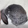 Lops for sale!!! 