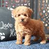Penny Enchanting F1B Poochon Puppy
