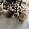 Frenchie puppies