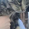 Free Kitty