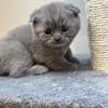 Scottish fold kittens