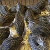 Jumbo Brown Quail laying hens, chicks.  Jumbo White and Celadon Quail