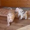 Top Quality Pocket American Bullies!! Call or Text 405-788-4007