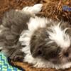 Shih tzu pup