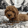AKC Miniature Poodles - Roscoe - Male