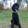 Black standard poodle 