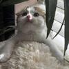 Scottish fold