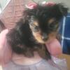 Teacup Registered AKC Female Yorkie Born 9/2/2025