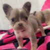 French Bulldog Puppies – Rehoming