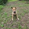 Female Catahoula Mix Puppy