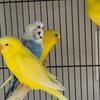 Budgies Parakeet for sale